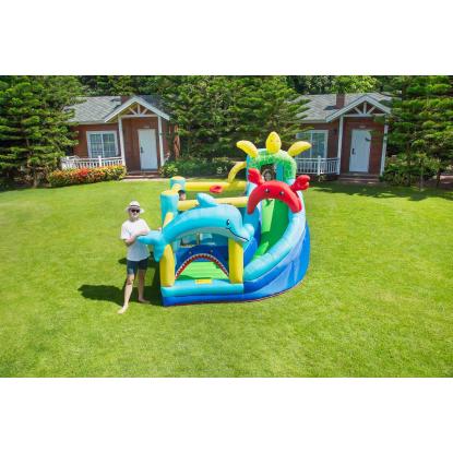 Doctor Dolphin Sea Animals hoppeborg