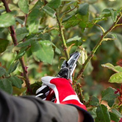 FELCO 100 rosen- og blomstersaks, højrehåndet - L