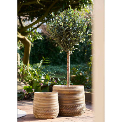 Moro kurve, kubu rattan - 2 stk.